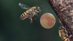 Doznał udaru po ukąszeniu przez osę. "Pierwszy tego typu przypadek w historii"