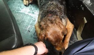 Tarnowskie Góry. Bał się burzy i błąkał się po mieście. Uratowała go przypadkowa osoba