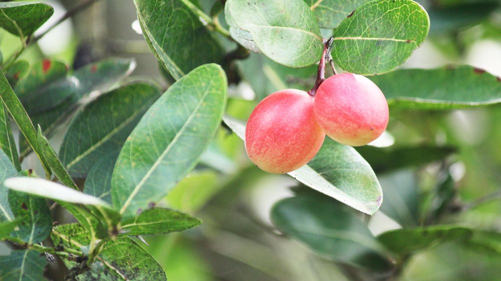 Synsepal – cudowny owoc o niezwykłych właściwościach