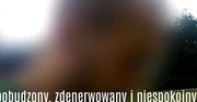 Wrocław: Szokująca kontrola "eLki". Instruktor pod wpływem narkotyków