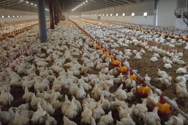 Śmierć kurczaków w męczarniach. Rachunki dobijają hodowców