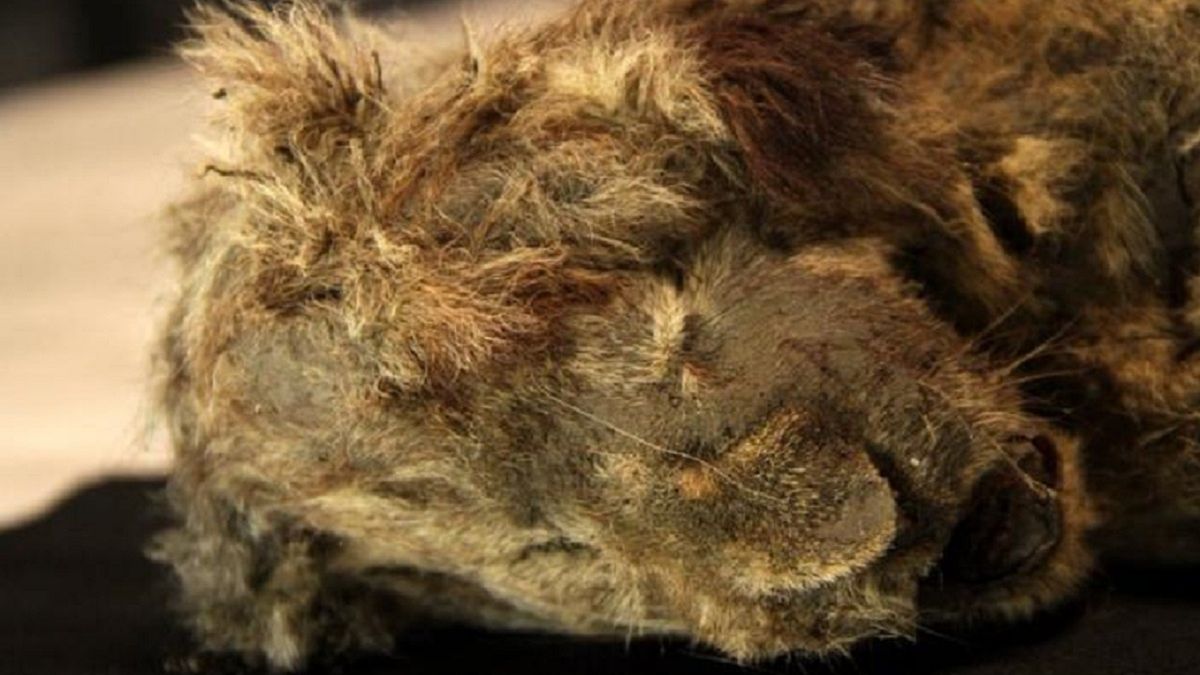 Skóra lwa ma ponad 28 tys. lat 