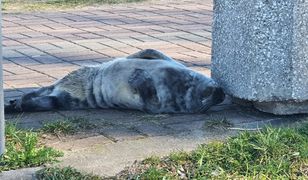 Niecodzienny widok w Gdańsku. Zdjęcie pojawiło się w sieci