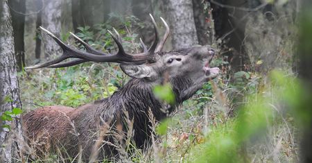 Magiczny czas rykowiska – niezwykłe widowisko jesieni w polskich lasach