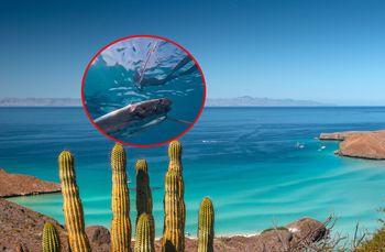 "Ryba zagłady" znów się pojawiła. Nagrał ją podczas nurkowania