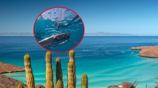 "Ryba zagłady" znów się pojawiła. Nagrał ją podczas nurkowania