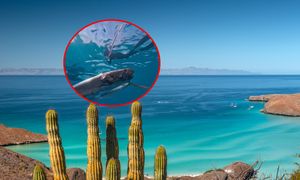 "Ryba zagłady" znów się pojawiła. Nagrał ją podczas nurkowania