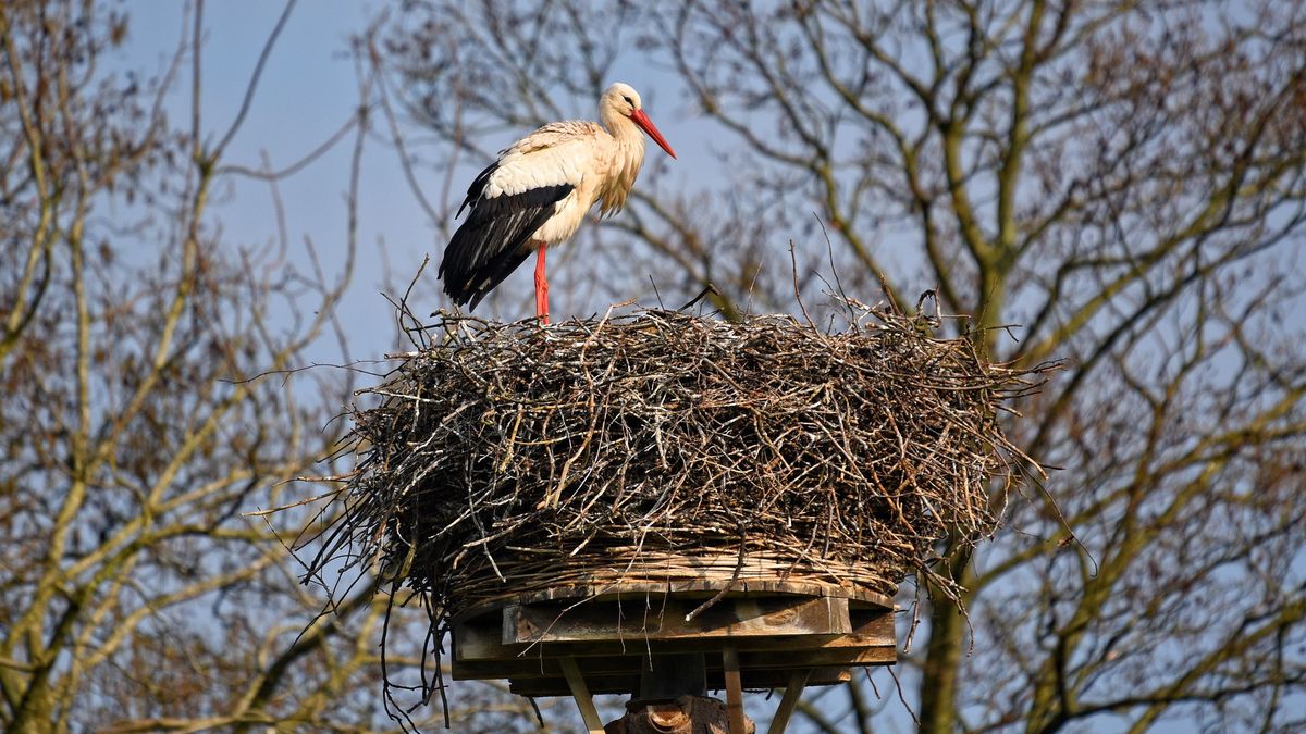 Kiedy przylecą bociany? Pierwsze już wróciły do Polski