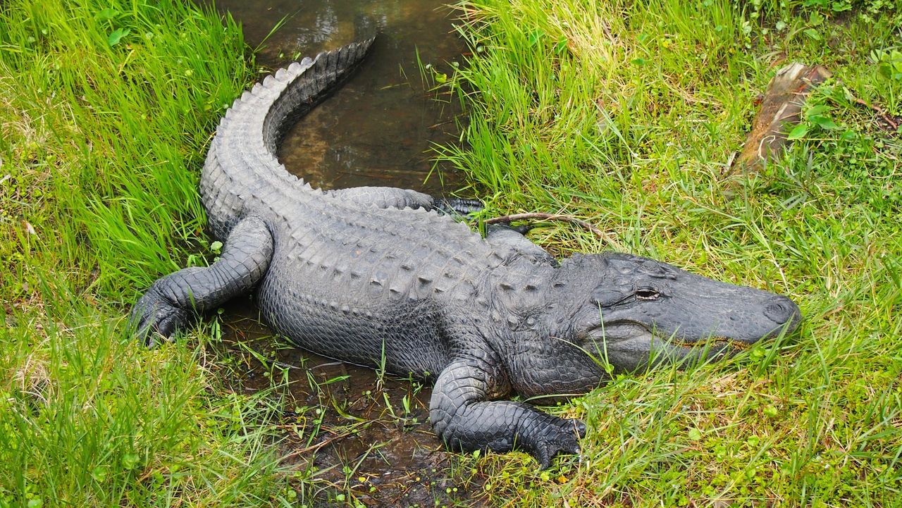 Wrocław. Aligator przy Odrze. Specjaliści potwierdzili