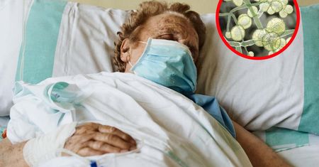 Grzyb C. auris coraz większym zagrożeniem. Atakuje nerki, serce czy mózg