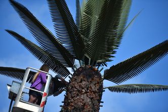 Stolica: Warszawiacy pomogli w zawieszeniu liści na sztucznej palmie