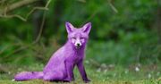 Malware Purple Fox jest teraz jeszcze bardziej złośliwy
