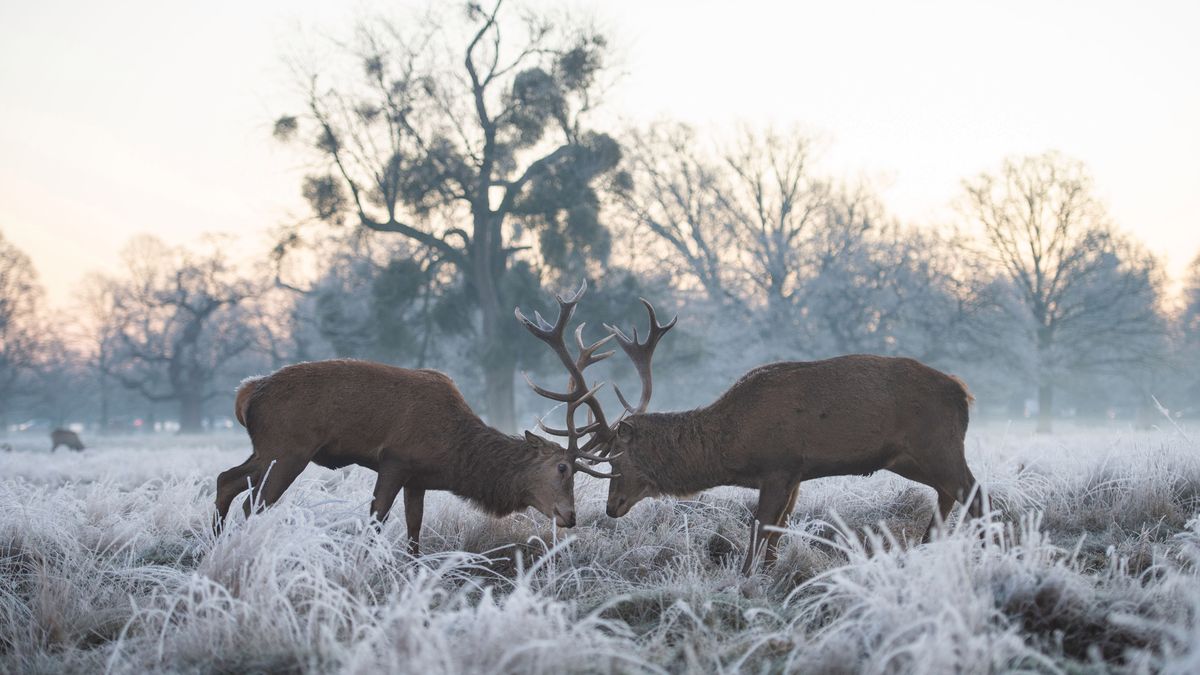 Starcie jeleni w mroźny poranek. Fotografia na łonie natury 1