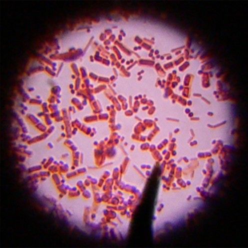 Nanomagnesy, które zawdzięczamy bakteriom glebowym... 1