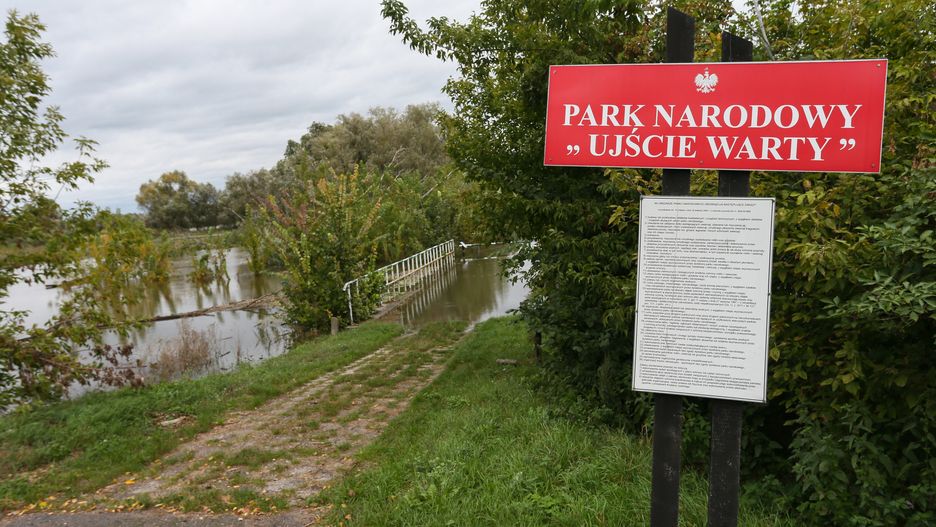 Kostrzyn nad Odrą, 26.09.2024. Wody Odry zalewają Park Narodowy ?Ujście Warty? w Kostrzynie nad Odrą, 26 bm. który jest naturalnym terenem zalewowym o gigantycznej pojemności szacowanej na 150-200 mln metrów sześciennych wody.(ad) PAP/Lech Muszyński