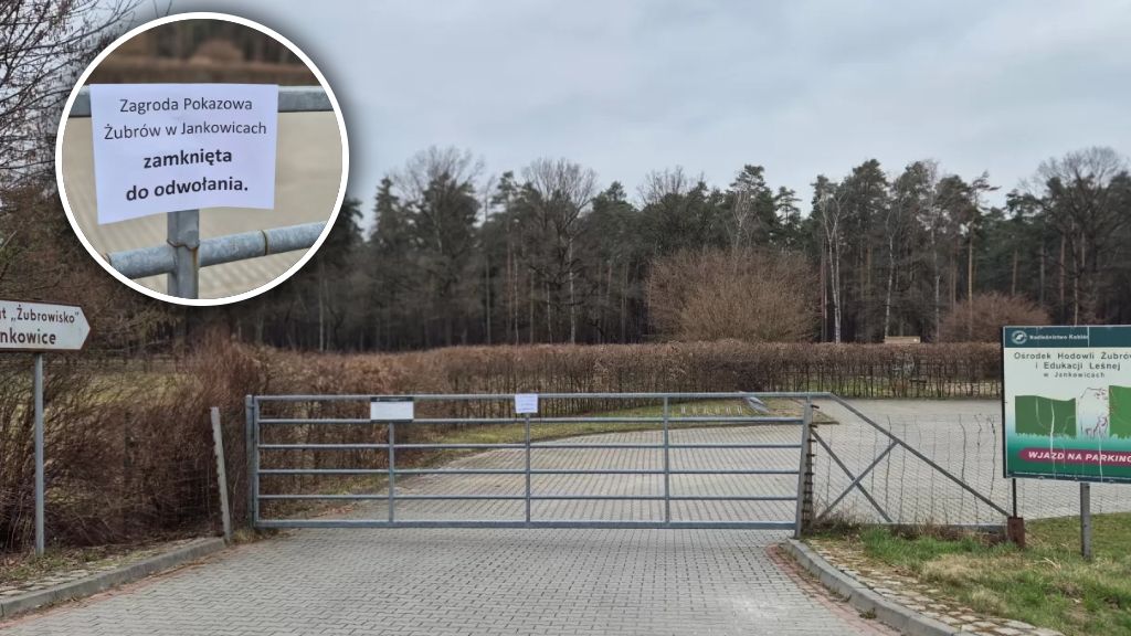 Nadleśnictwo Kobiór zdecydowało. Zagroda żubrów zamknięta

