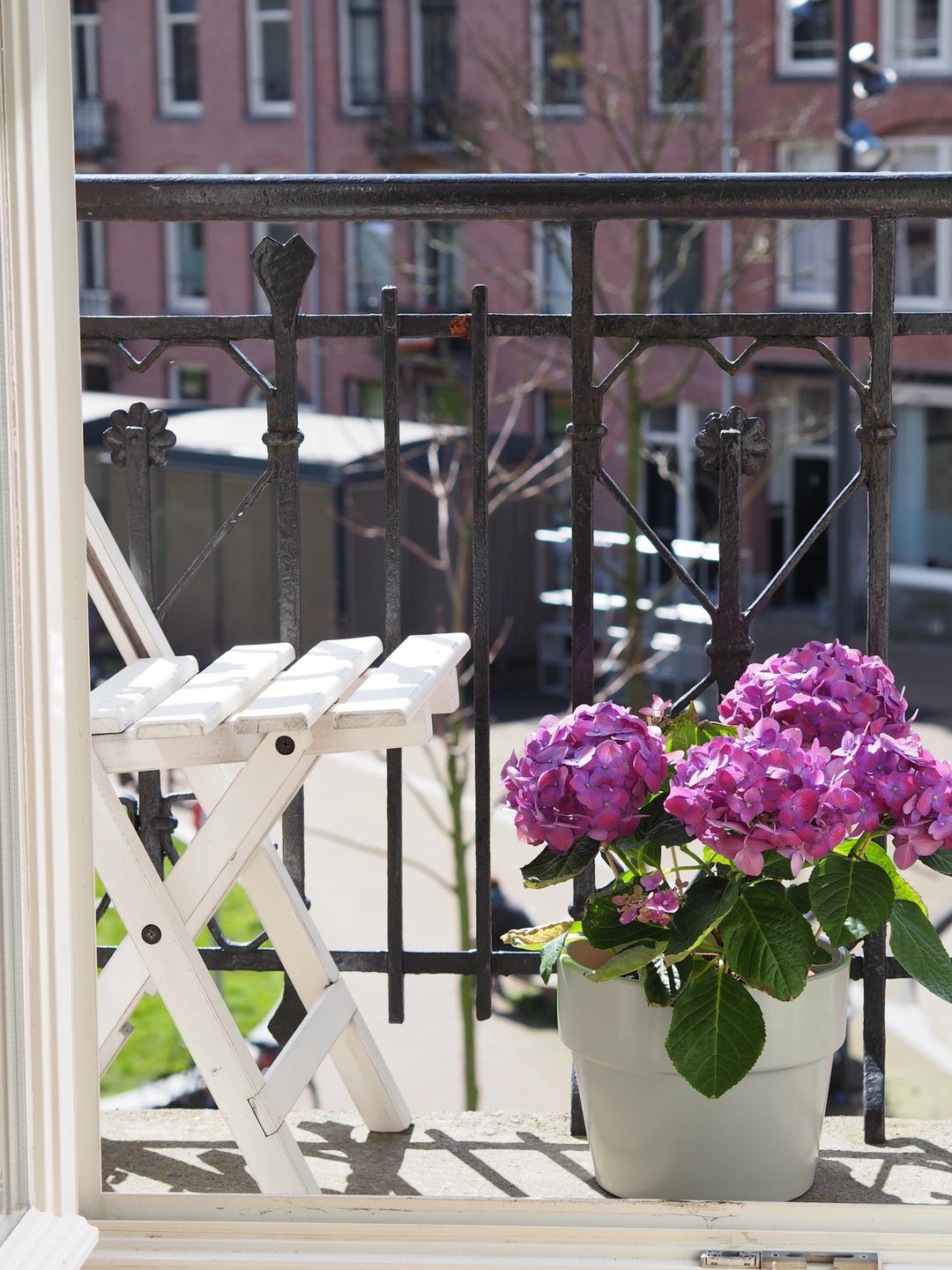 Hortensje są idealne na balkon