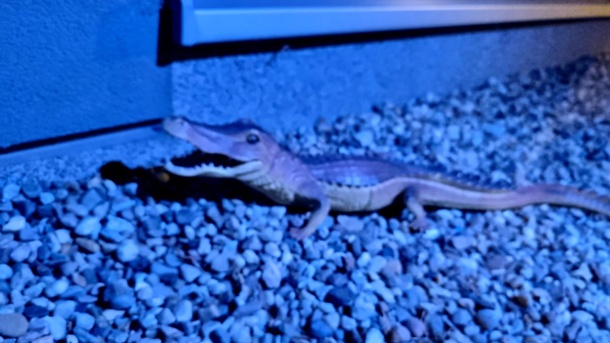 "Krwiożerczy krokodyl" we Wrocławiu 