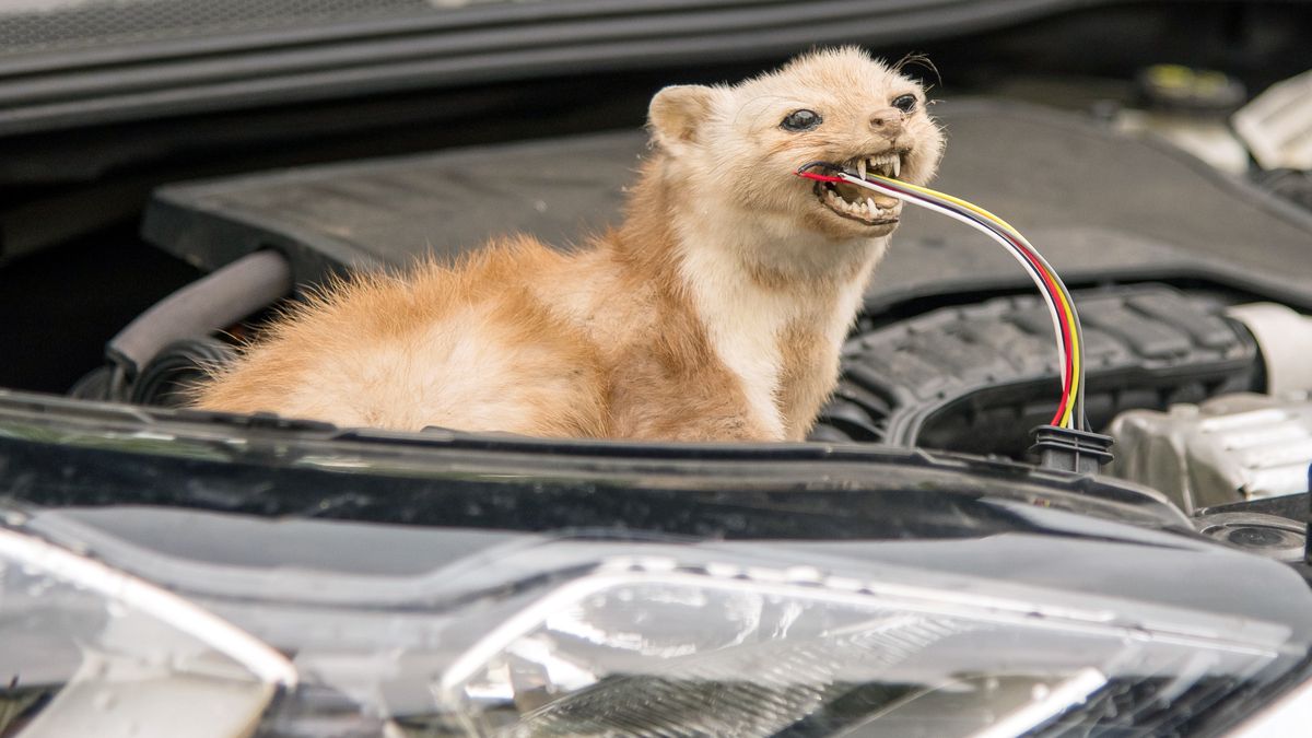 Szybki i sprawdzony sposób jak pozbyć się kun