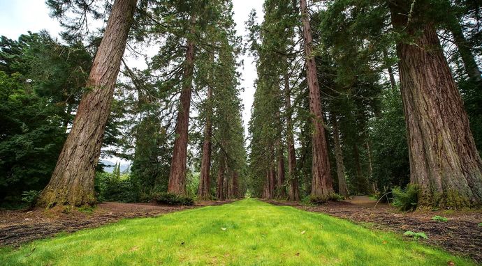 Sekretne życie drzew