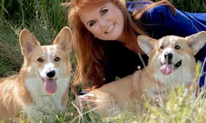 Walczą o psy po królowej Elżbiecie. Pójdą do sądu?