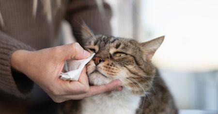 Twój kot zachowuje się inaczej? Sprawdź, jakie objawy mogą oznaczać chorobę