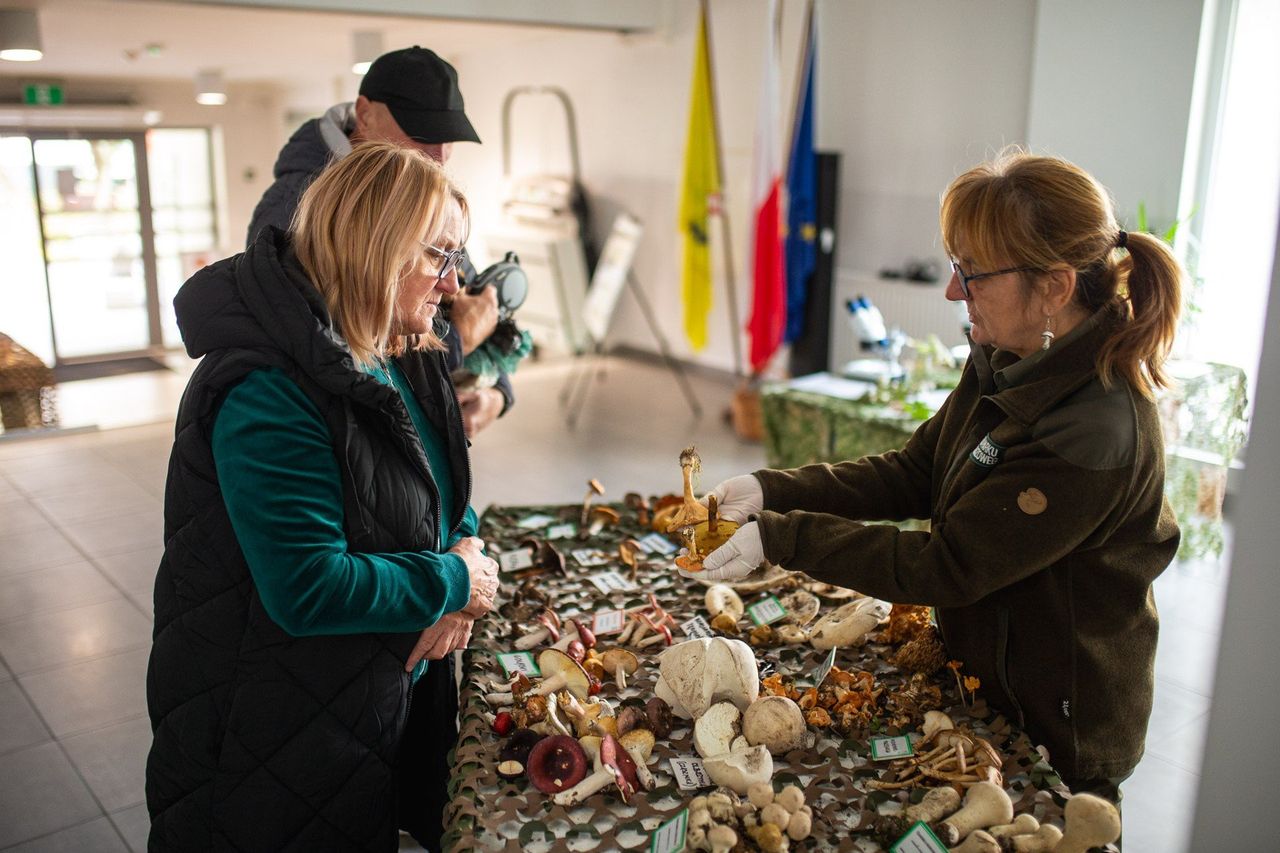Słupsk: Leśne skarby jesieni. Wystawa grzybów w siedzibie Parku Krajobrazowego "Dolina Słupi"