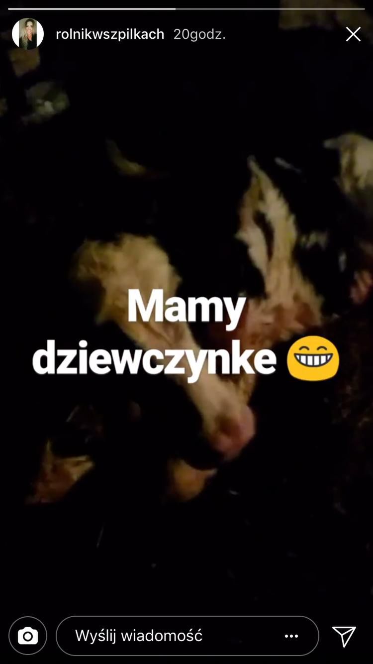 Małgosia i Paweł z Rolnik szuka żony doczekali się cielaczka