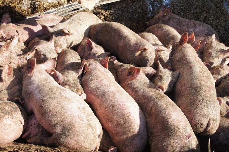 Embargo na wieprzowine. Rosja zakazuje wwozu świń z kolejnych krajów