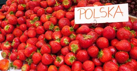 Sprawdziliśmy, czy w polskich truskawkach są pestycydy. Wyniki zaskakują