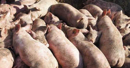 Afrykański Pomór Świń w Polsce. Usypiają i utylizują zwierzęta w Podlaskim