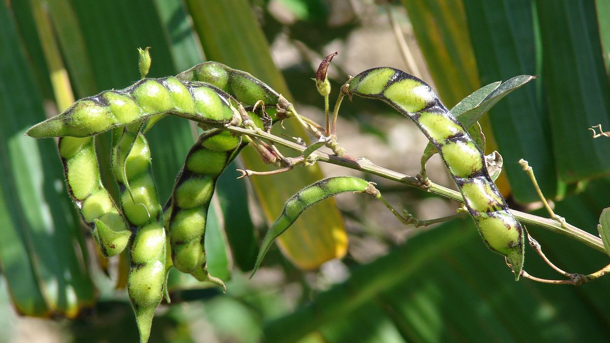 Surowa nikla indyjska