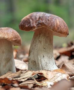 Wysyp grzybów w lasach. Przysmak Polaków w dobrej cenie