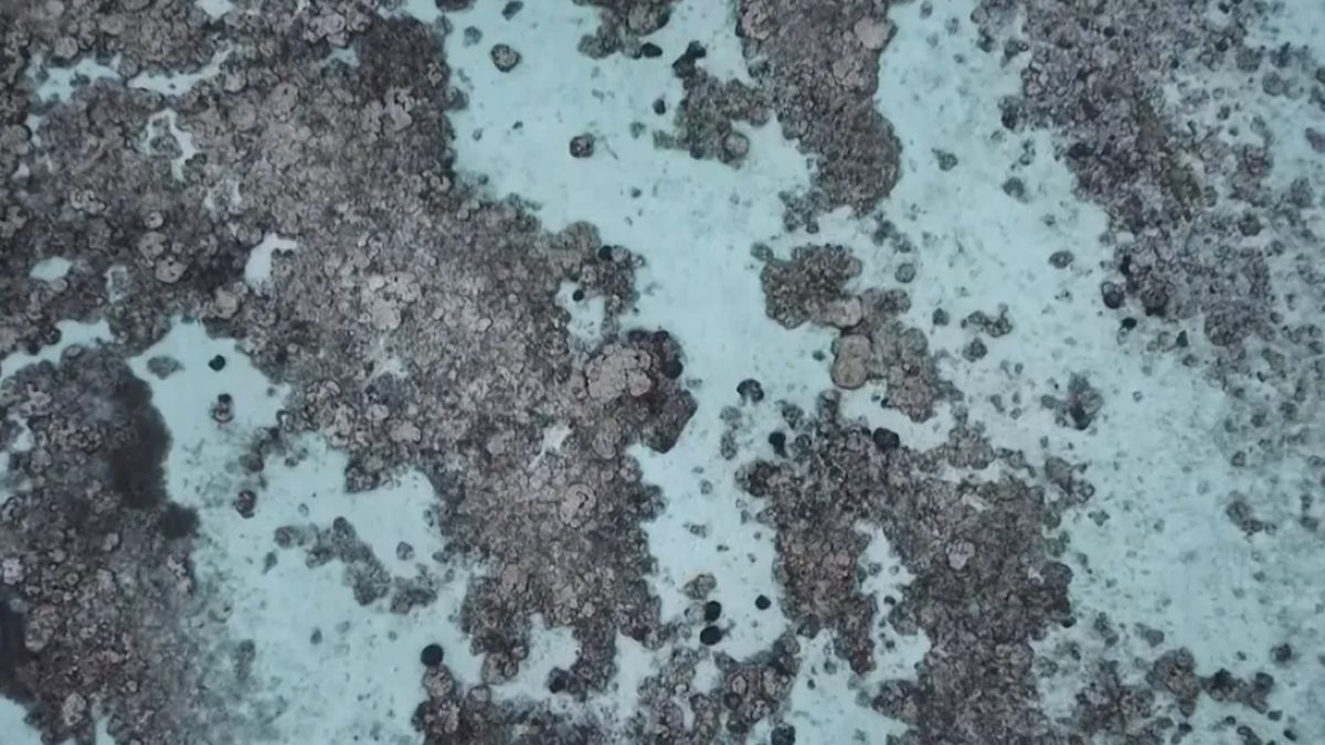 Eksperci niepokoją się ws. raf koralowych