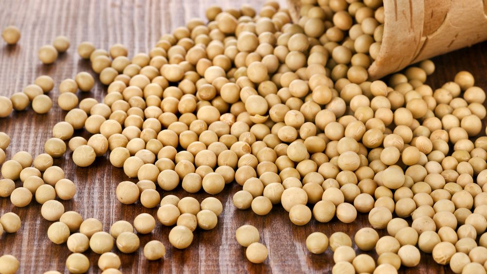 Soja - pochodzenie, składniki odżywcze, wpływ na zdrowie, alergia, niekorzystne działanie