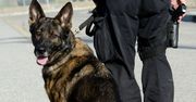 Dane jak narkotyki. Policja szkoli psy, aby wykrywały smartfony i karty pamięci