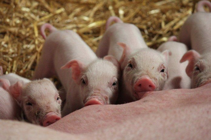 Hodowla trzody. ARiMR zwróci wydatki na bioasekurację