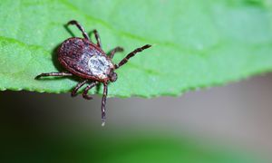Wytnij z ogrodu. "Pięciogwiazdkowy hotel dla kleszczy