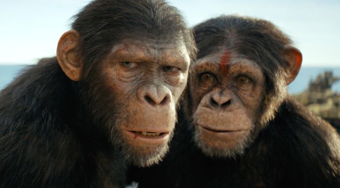 Królestwo planety małp