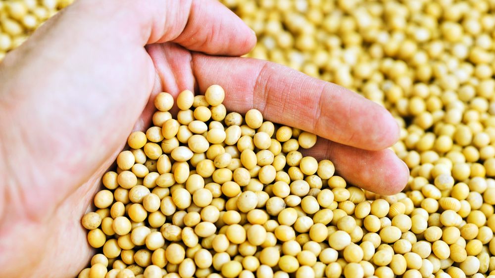 Soja prażona na sucho