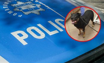 Policjant zaopiekował się szczeniakiem, który uciekł z posesji w Morgach