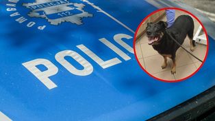 Policjant zaopiekował się szczeniakiem, który uciekł z posesji w Morgach
