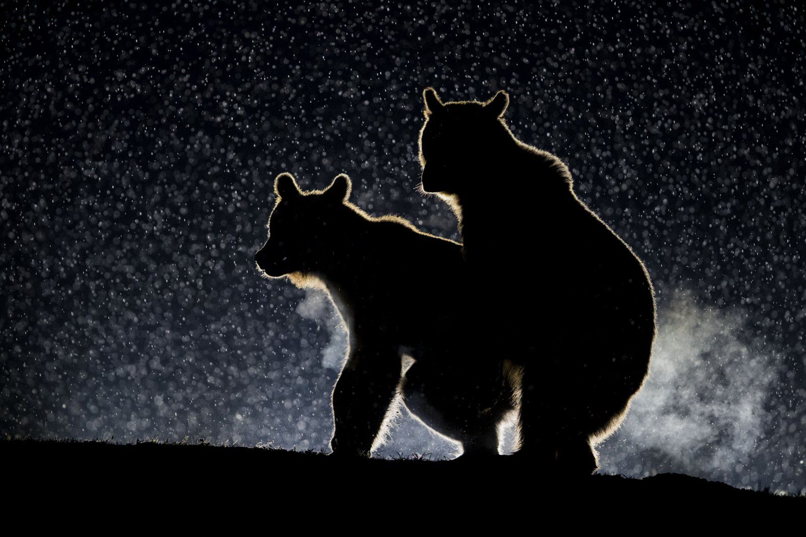 Znamy zwycięzców The Comedy Wildlife Photography Awards 2017. To najśmieszniejsze zdjęcia, jakie dzisiaj zobaczycie 16
