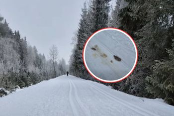 Wilcze ślady blisko ludzi. Leśnicy wyjaśniają, co się dzieje