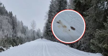 Wilcze ślady blisko ludzi. Leśnicy wyjaśniają, co się dzieje
