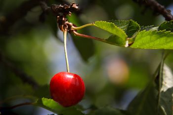 Nie brudzi rąk i rośnie jak szalona. Ta stara wiśnia wraca do łask