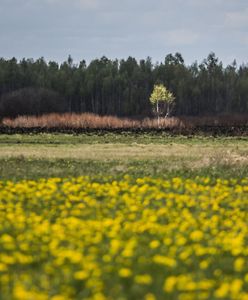 Siła przyrody. Biebrza odradza się po pożarach