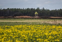 Siła przyrody. Biebrza odradza się po pożarach