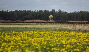 Siła przyrody. Biebrza odradza się po pożarach