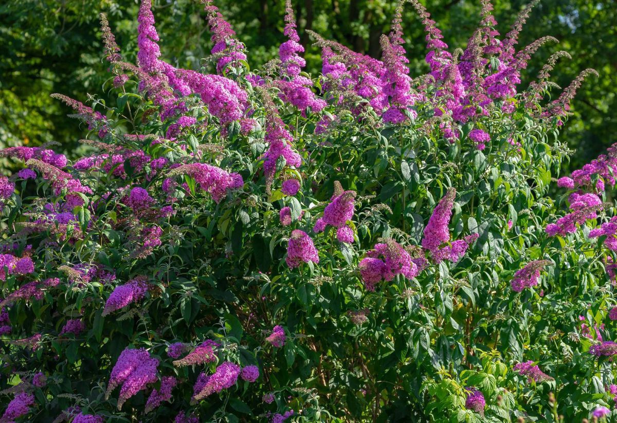 Polacy sadzą masowo. Mało kto zdaje sobie sprawę z ryzyka